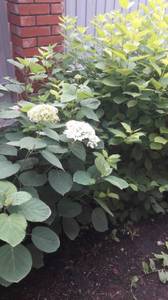 396 - копия.jpg