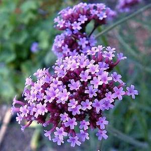 Verbena_bonariensis Finesse-06.jpg