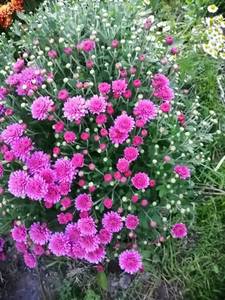 Сурфер си.jpg