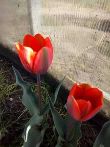 IMG_20200511_094413.jpg