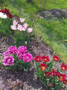 IMG_20200525_134625.thumb.jpg.9bb5fd8f6944bf13fa9963c9e6094350.jpg