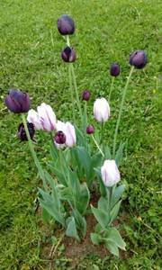 IMG_20200531_170127.jpg
