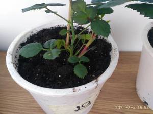 IMG_20210304_155449.jpg