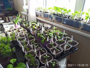 IMG_20210319_153610.jpg