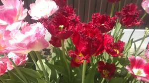 WP_20200612_024.jpg