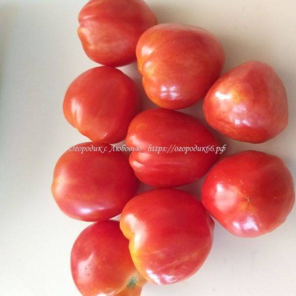 Великолепный Бонни - Семенной фонд - tomat-pomidor.com