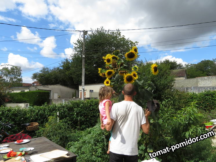 large.tournesol1.jpg.e9e6584b6c50f11626521a2afe89b846.jpg