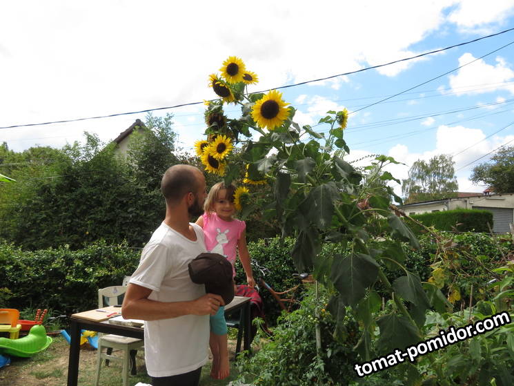 large.tournesol2.jpg.0520e2ae0eace57ff003336d9a8ccff8.jpg