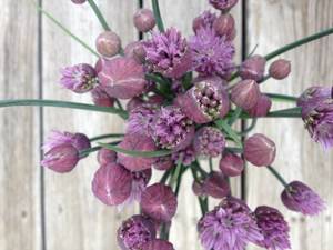 nature-blossom-plant-flower-purple-petal-bloom-bouquet-food-spring-herb-produce-vegetable-fresh-gard-oristry-organic-flowering-plant-flower-bouquet-cut-fl.thumb.jpg.04901bd3f0d5a9faeb15888dce0247af.jpg
