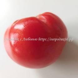 Огромная слива  (Enormous Plum) США