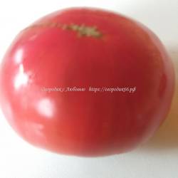 Нефиолетовая клубника (Not Purple Strawberry)