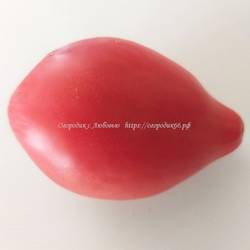 Розовая страсть Dwarf (Pink Passion) США.