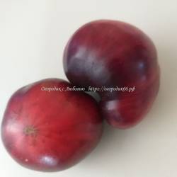 Пурпурное яблоко  из  Сен Жан де Борежара(Pome d'or de saint jean de boauregard  )