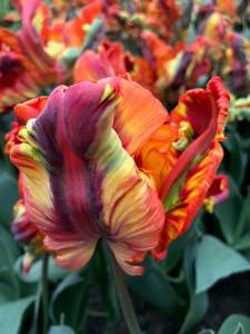 tulipa-rainbow-parrot.thumb.jpg.e7c240424b89b9549bcb16c814407b18.jpg