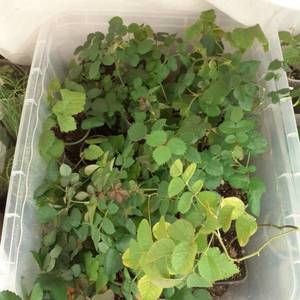 микры 0404 4.jpg