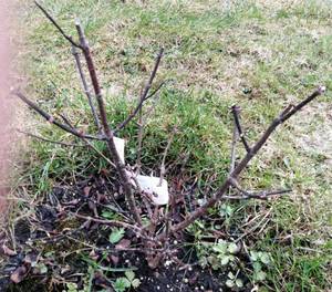 25 апреля 2021 лидия.jpg