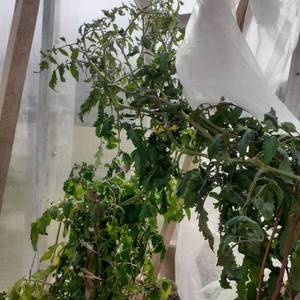 Золотые горы Медео уже цветут.jpg