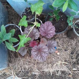 Гейхера Берри смузи.04,04.jpg