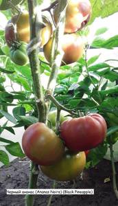 Черный ананас (Ananas Noire) (Black Pineapple).jpg