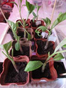 Прививка баклажана на 22 марта (2).jpg