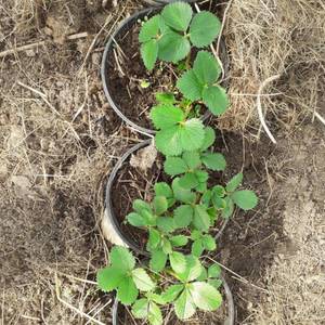 нейтралы в теплице.jpg