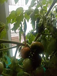 Первый помидор.jpg