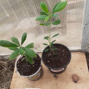 рдики 04,04.jpg