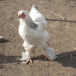 петух или курочка.jpg