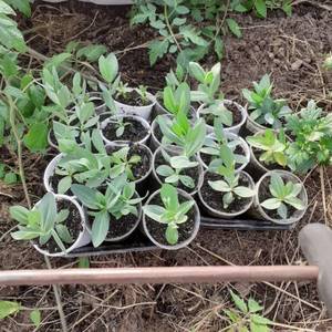 Эустома 16,04.jpg