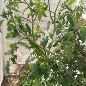 Золотые горы Медео уже цветут 2.jpg