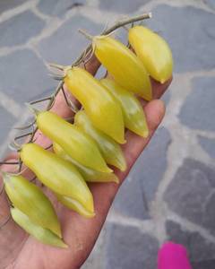 My dancing green fingers.jpg