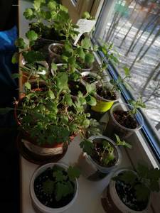 Хризантемы (2).jpg