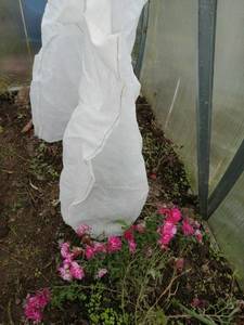 Зимовка мультифлор.jpg