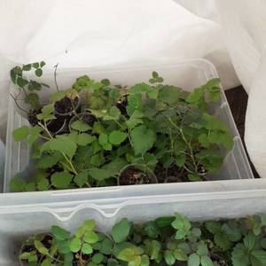 микры 0404 3.jpg