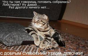 котяры 3.jpg