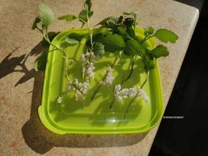 Хризантемы (1).jpg