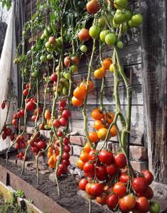 Томаты у стены старой бани.jpg