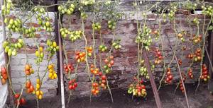 Кистевые томаты у стены старого сарая.jpg