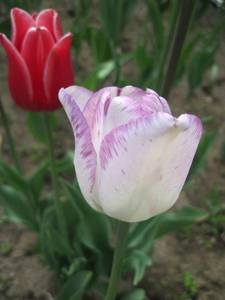 IMG_0911.thumb.JPG.9d187aea6bbe0d044ad40f7509dae7c2.JPG