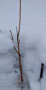 IMG_20210404_140608.thumb.jpg.db62fd6291da3f6f337a3ec6ddd16a4e.jpg