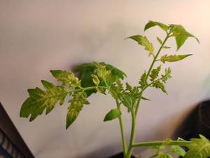 IMG_20210420_123712.jpg
