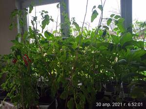 IMG_20210430_065201.jpg