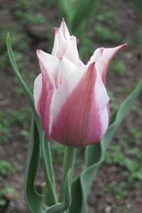 IMG_2800.thumb.JPG.500b8e9349d788dfc103598e8c1699c4.JPG