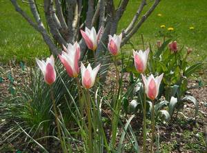 Tulipa_clusiana_Lady_Jane_04-23-2010rs2.jpg