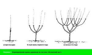 shema-formirov.krony-derev-ispanskij-kust-1024x621.thumb.jpg.5a223fca41d846d535c1d7be419fd373.jpg