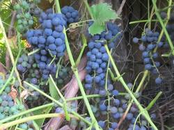 Виноград синий винный.jpg