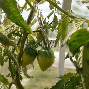 Золоте горы Медео 1.jpg