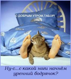 котик.jpg