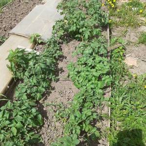 Картофель рассадный.jpg