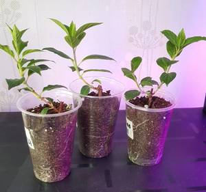 черенки гортензий март2021-3.jpg